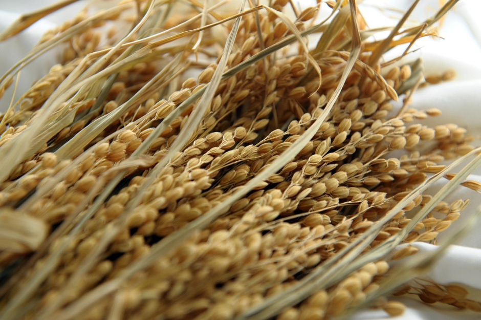 What are Brown Rice Solids?